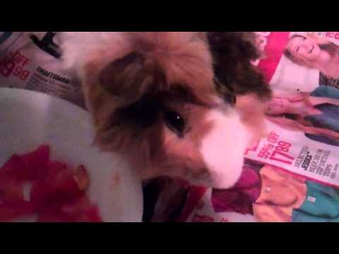 Goku the  guinea pig eatting  tomatoes on video