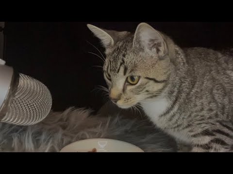 ASMR with my cat ❤️ eating sounds, mouth sounds