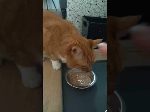 distance tracing an eating cat 😺 ASMR