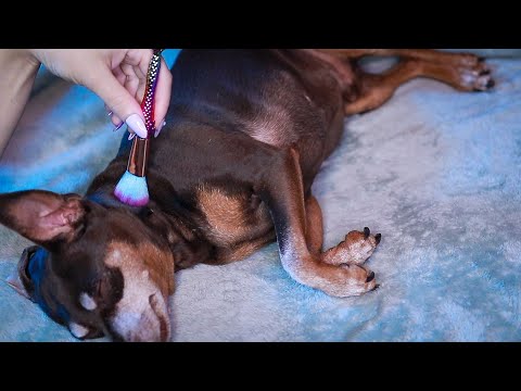 ASMR Triggers on a Dog (brushing, petting, stroking, cleaning)