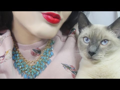 ASMR  Kissing  Sounds and Tapping Sounds + Siamese Cat
