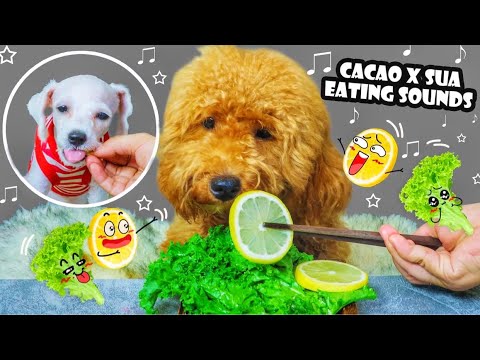 ASMR CACAO X SUA | EATING CAKE X BEEF | DOGS EATING SOUNDS | LINH ASMR