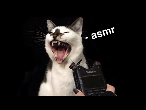 meu gato fez esse ASMR - sons de boca