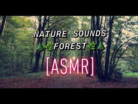 [ASMR] FOREST SOUNDS 4K |RelaxASMR
