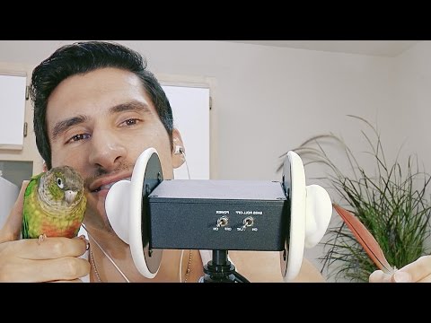 [ASMR] Kiss Sounds and Feather Tickling with bird [binaural] [male]