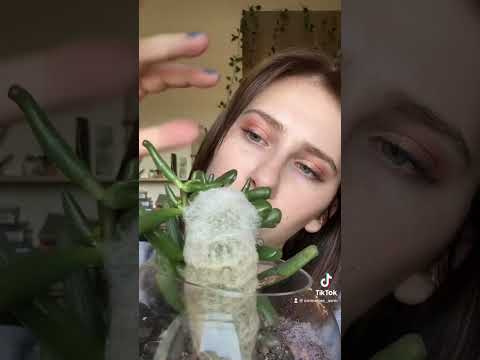 ASMR// Show and tell succulents