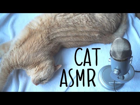 ASMR With A Cat