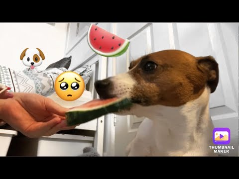 ASMR ~ Dog Eating Watermelon And Red Peppers | intense mouth sounds 🐶