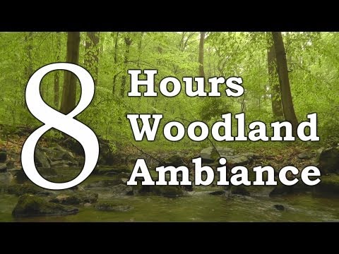 8 Hours of Woodland Ambiance (Nature Sounds Series #4) Trickling Stream & Birds Sounds
