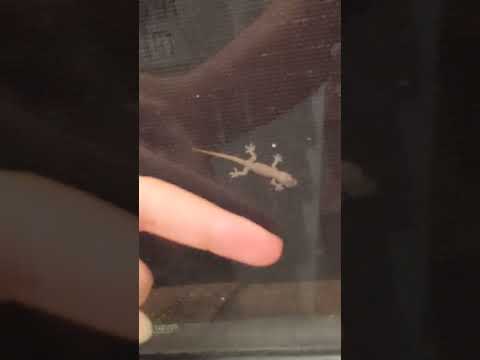 Tiny Little Gecko Half The Size Of My Finger🦎