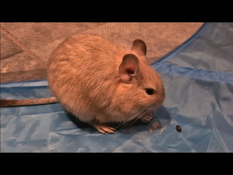 [ASMR] Have Some Cuteness💖🥺 (With My Degu's)