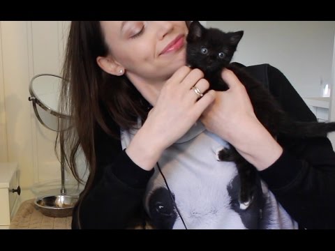 ASMR Whisper Kitten Eating Sounds & Cuddling