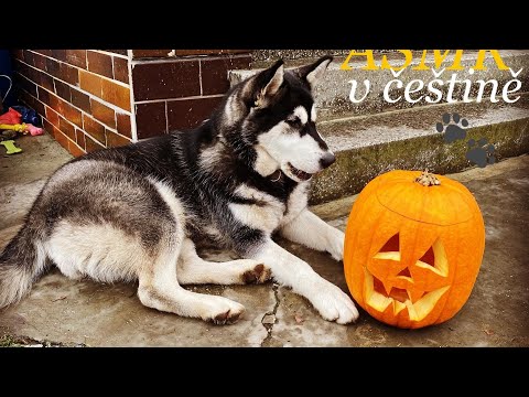 ASMR CZ | Lofi Triggers with a Puppy and a Pumpkin 🐶🎃