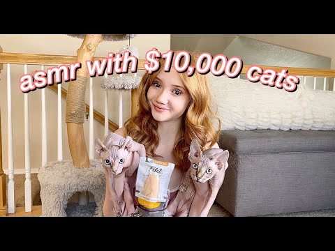 ASMR With Our New $10,000 Bald Sphynx Kittens (who did better???)