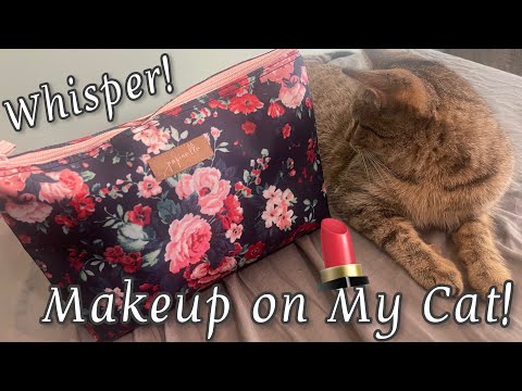 ASMR Makeup on My Cat | Whisper