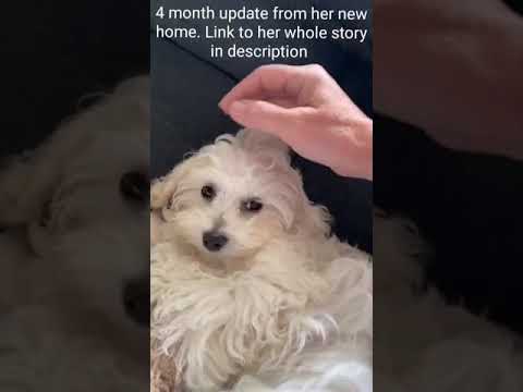 4 Month Puppy Update