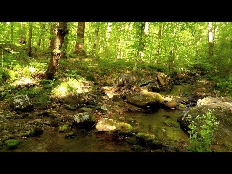 60 Minutes of Binaural Woodland Ambiance (Nature Sounds Series #6) Trickling Stream & Birds Sounds