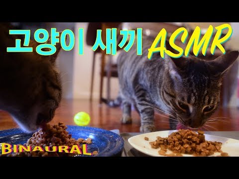 ASMR * CUTE * Kitten Twin Sisters!!!! Cat Dinner Time | BINAURAL STEREO | 귀엽다 새끼 고양이 먹방