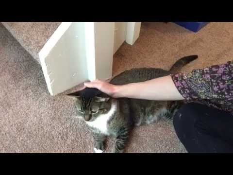 Relaxing Cat Petting Video