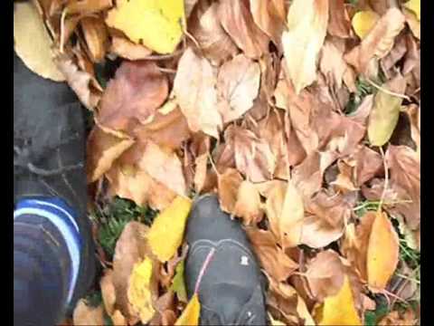 ASMR-Walk in leaves