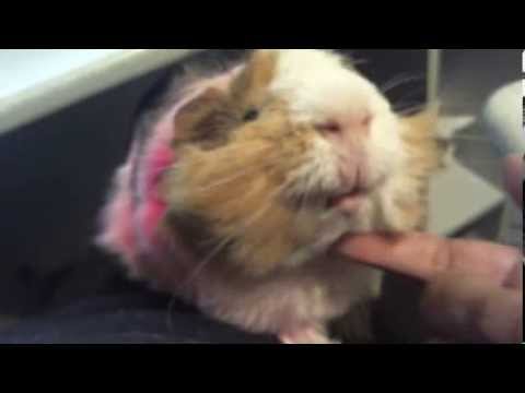 Guinea Pig Loves His Pets! LOL - Pets & Animals Blog