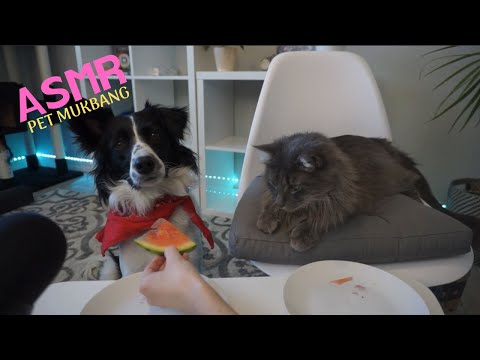ASMR dog & cat review food!