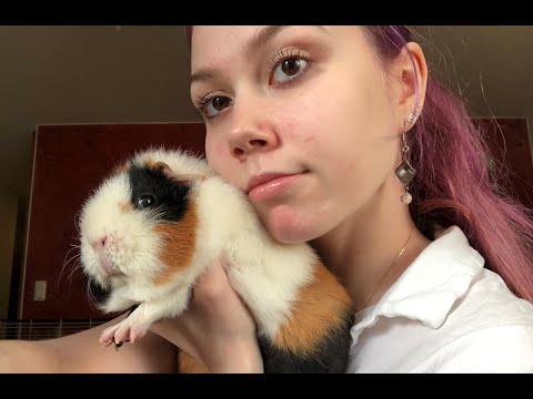 ASMR with my guinea pig (don't know how good it is but we tried...)