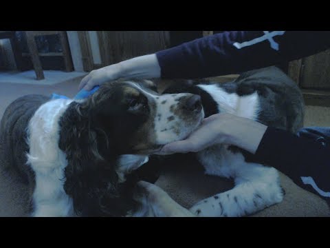 [ASMR] Brushing My Dogs Bella and Dylan w/ Various Brushes