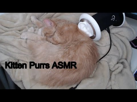CAT PURRING ASMR AND WHITE NOISE - ASMR WITH CAT