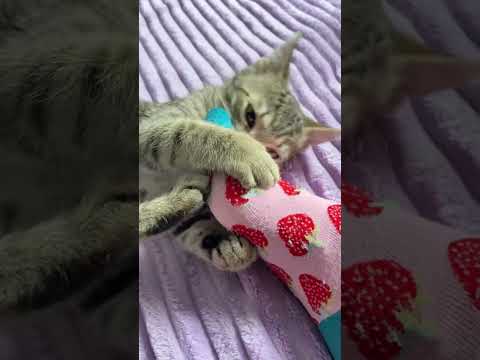 ASMR kitten chews on my leg