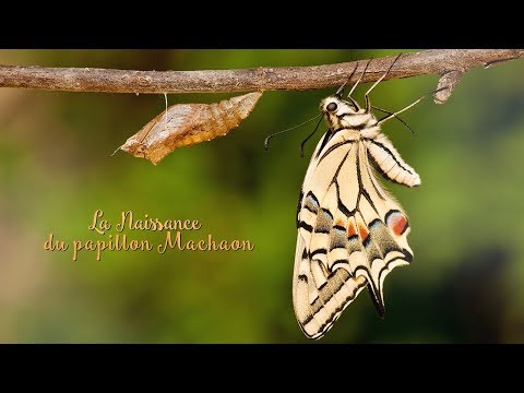 NON ASMR ~ La naissance du papillon Machaon / Butterfly