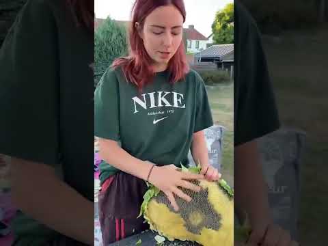 Lofi asmr harvest sunflower seeds