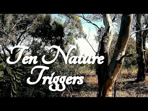 ASMR 10 Nature Triggers from an Australian National Park (Leaves, Bark, Spines, Stump)