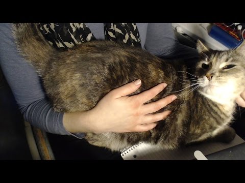 Do Kitties Experience ASMR? Lots of Purring!