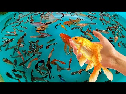 Tiger Barb Betta Ram Cichlid Guppy Koi Carp Fish PingPong Pearl Scale Goldfish Catfish animals Video