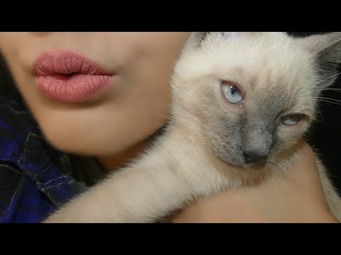ASMR Cat Sounds - 3Dio! For Anxiety Relief & Depression