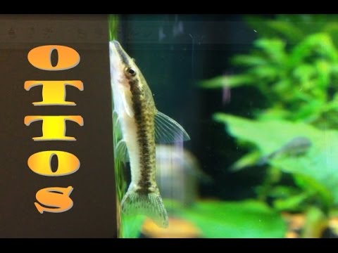 Otocinclus - Ottos - Aquarium ASMR