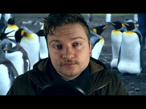 Whispering facts about Penguins (ASMR)