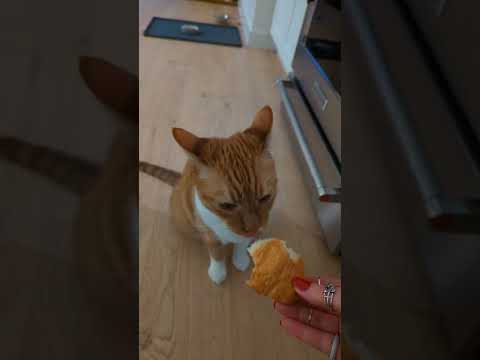 The Day My Cat Ate My Croissant #short