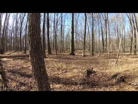 ASMR Hiking Crunching Leaves & Winter Woods (Part 2)