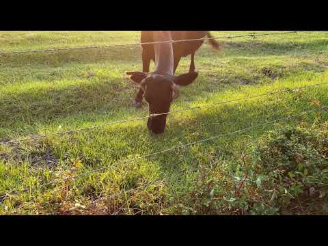 ASMR ~ Cow Eating Grass