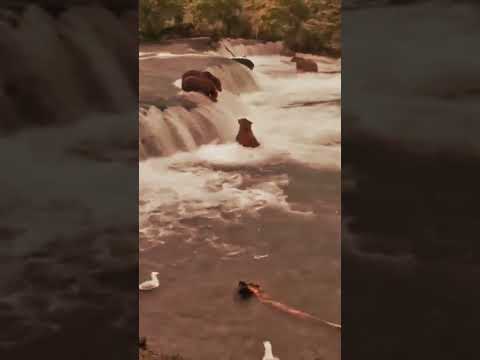 Brown Bears playing in Stream 3D ASMR Sounds #shorts