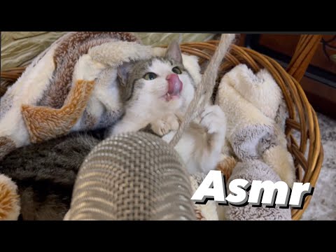 Asmr with cat in 1 minute