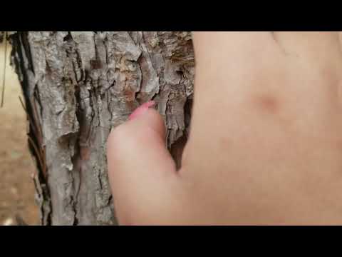 ASMR- Tree Scratching & Camera Tapping