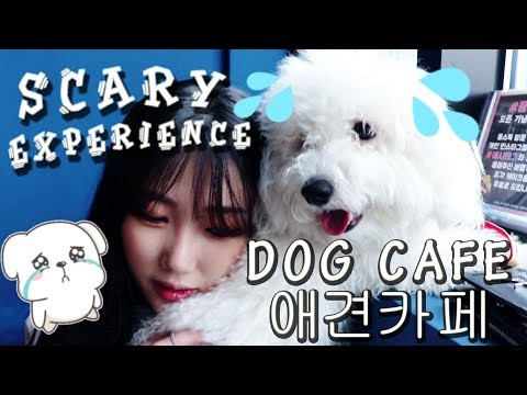 [Daily Vlog] 우리오늘처음이에요❤️My daily life│korea dog cafe│애견카페│비숑│강아지│Scary Experience