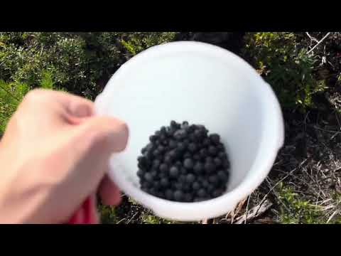 Come blueberry picking with me in ASMR style