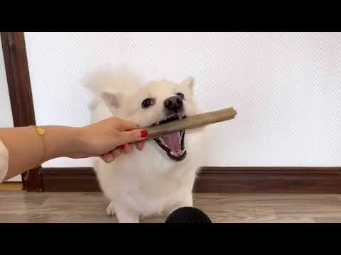 ASMR - Dog eating, paw sounds (chaotic)