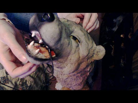 [ASMR] Scratching/Tapping on Huge Wolf Statue [No Talking]