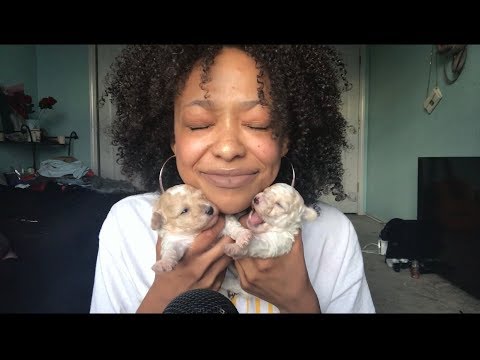 ASMR | PUPDATE 🐶❤️ (Puppy Update)