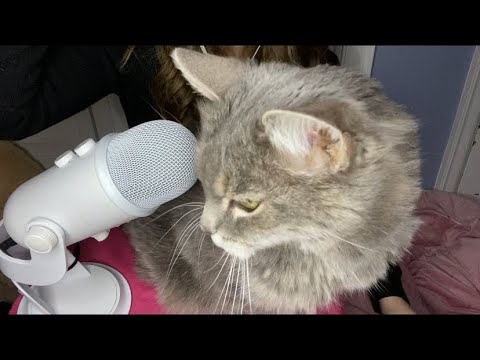 KITTY does Asmr and puts you to sleep💤💤 Calm purring and petting ❤️ 🐈